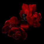 Imagen de Shakira Rojo Elixir Women Edp 50 ml